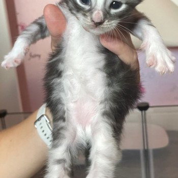 chaton Maine coon silver blotched tabby bicolor ANUBIS Chatterie Cristal du Maine