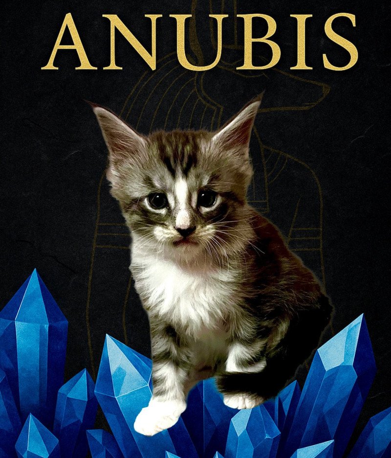 Anubis Mâle Maine coon