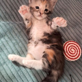 chaton Maine coon brown tortie blotched tabby bicolor Anya Chatterie Cristal du Maine