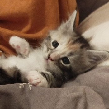 chaton Maine coon brown tortie blotched tabby bicolor Anya Chatterie Cristal du Maine