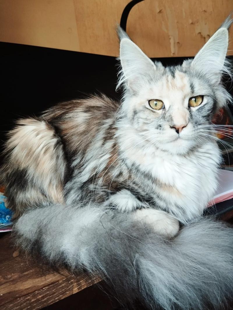 Anya Femelle Maine coon