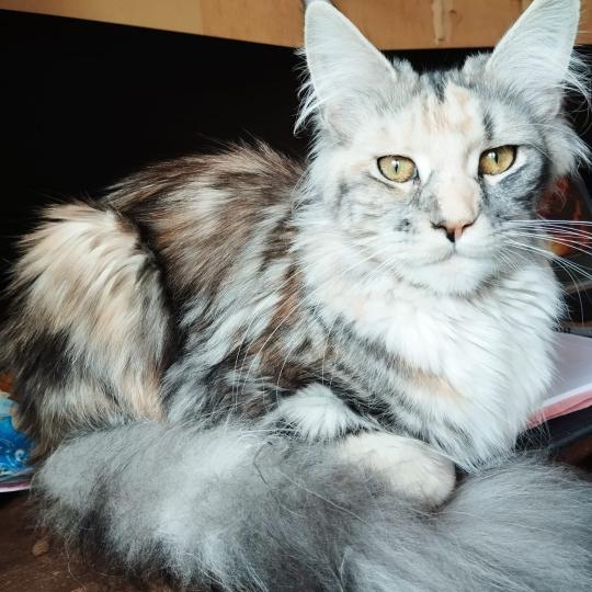 Anya Femelle Maine coon