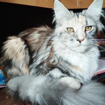 chaton Maine coon brown tortie blotched tabby bicolor Anya Chatterie Cristal du Maine