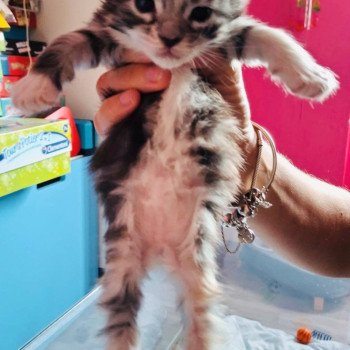 chaton Maine coon black tortie silver blotched tabby bicolor Aura Chatterie Cristal du Maine