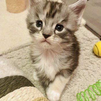 chaton Maine coon black tortie silver blotched tabby bicolor Aura Chatterie Cristal du Maine