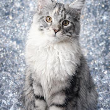chaton Maine coon black tortie silver blotched tabby bicolor Aura Chatterie Cristal du Maine