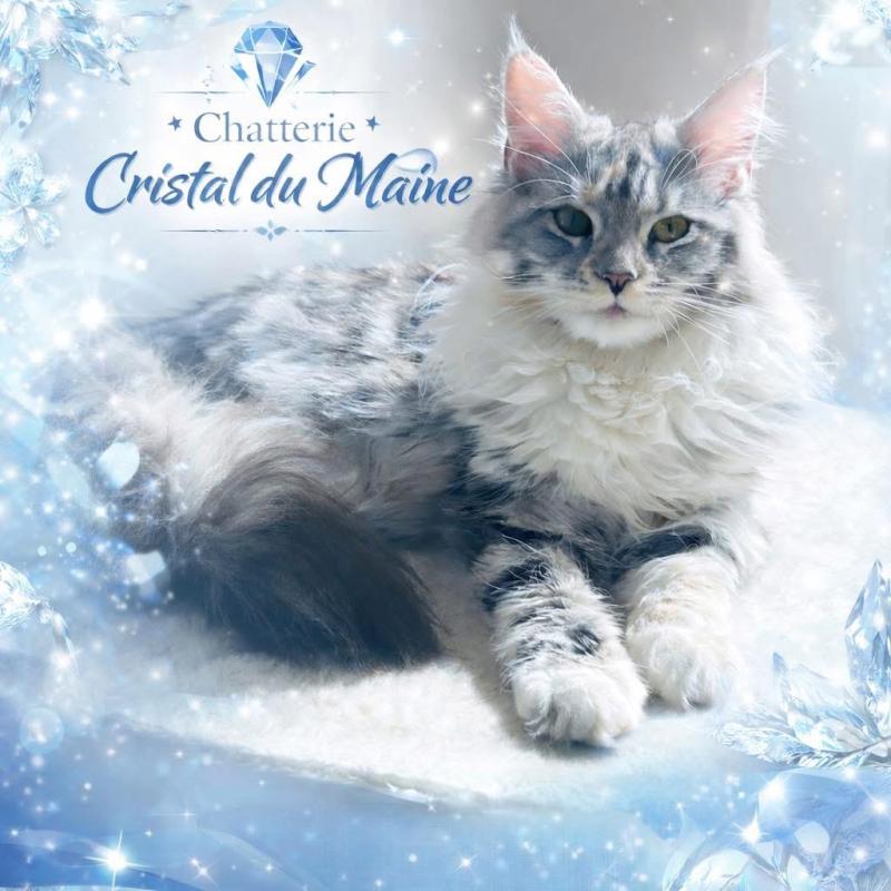 Aura Femelle Maine coon