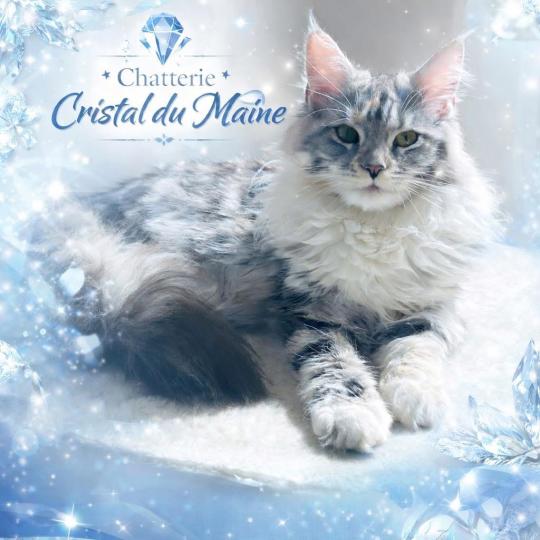 Aura Femelle Maine coon