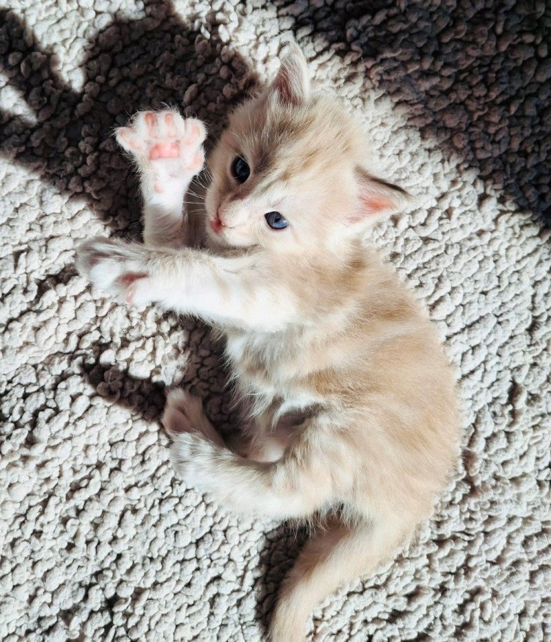 Automne Mâle Maine coon