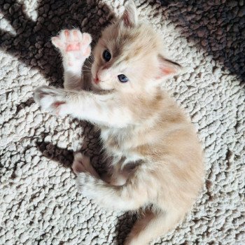 chaton Maine coon cream bicolor Automne Chatterie Cristal du Maine