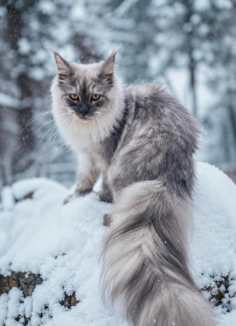 Aya Femelle Maine coon