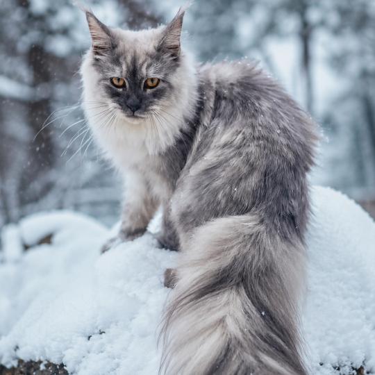 Aya Femelle Maine coon