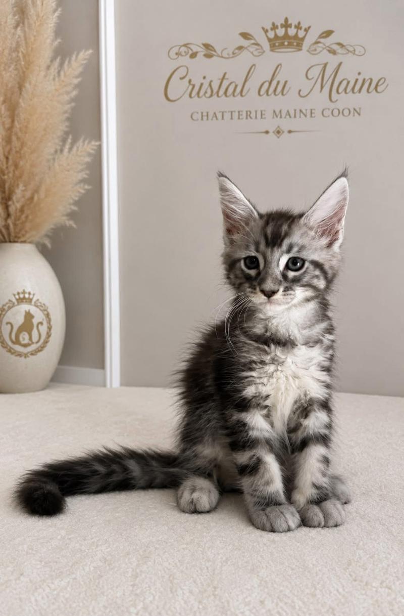 Bachira Mâle Maine coon