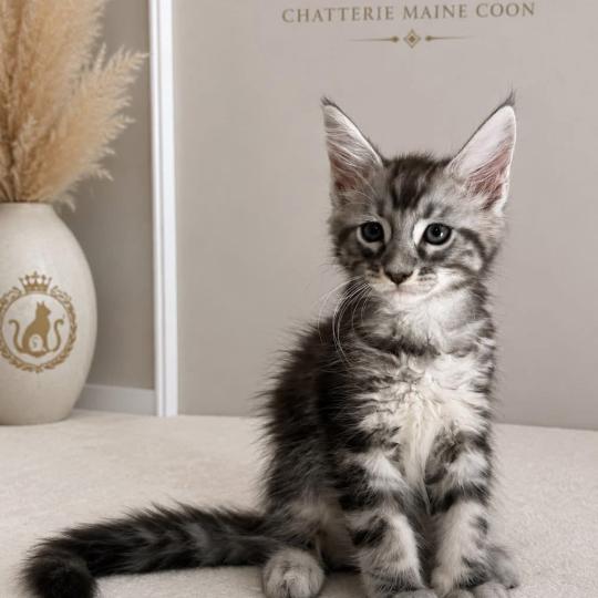 Bachira Mâle Maine coon