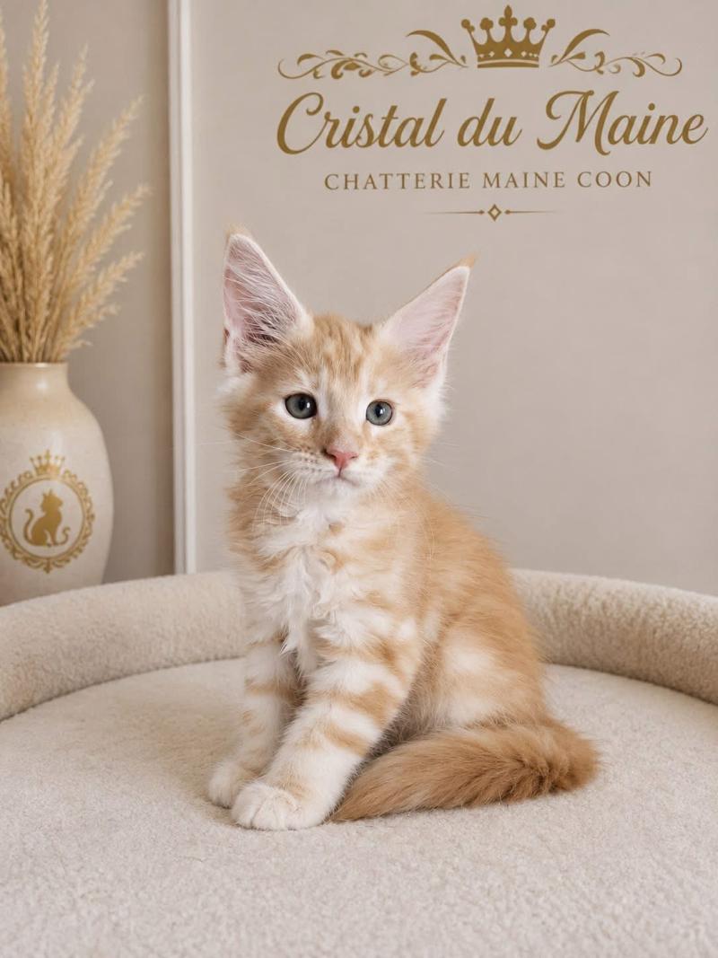 Bart Mâle Maine coon