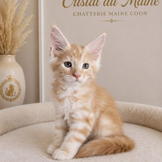 Bart Mâle Maine coon