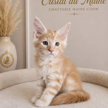 chaton Maine coon red blotched tabby & blanc Bart Chatterie Cristal du Maine