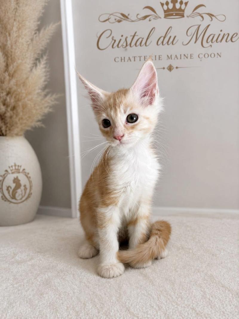 Béchamel Femelle Maine coon