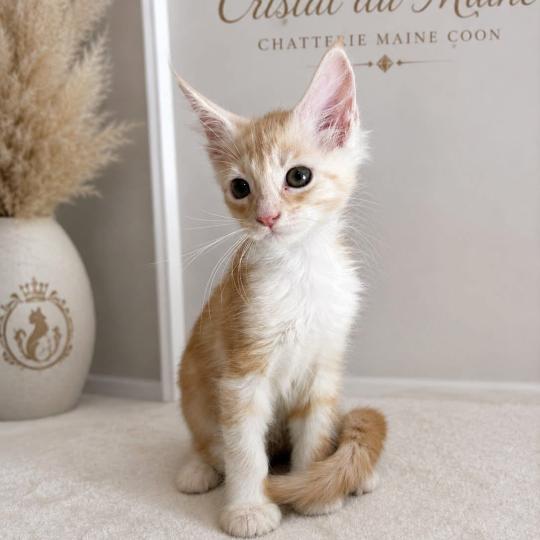 Béchamel Femelle Maine coon