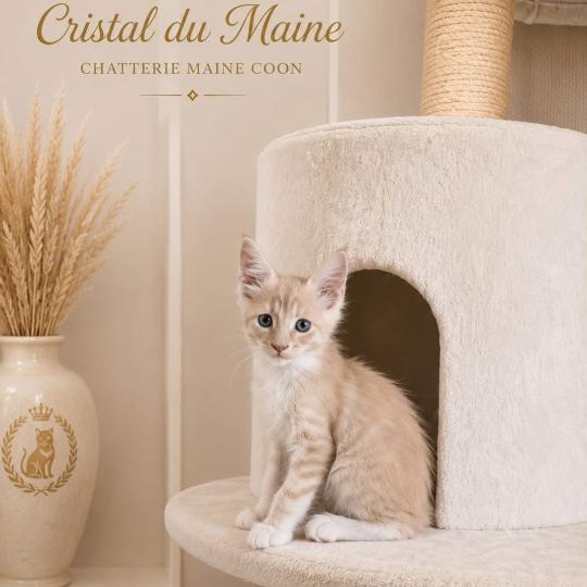 Biloute Mâle Maine coon