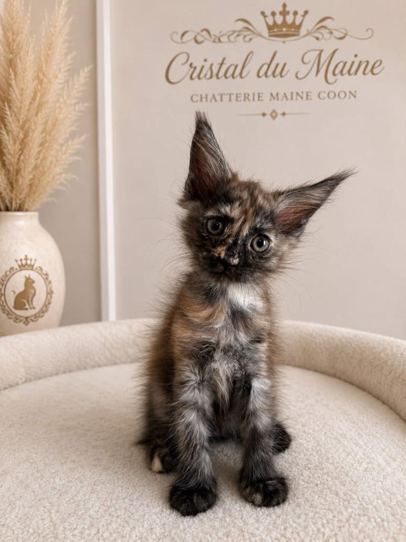 Biscotte Femelle Maine coon