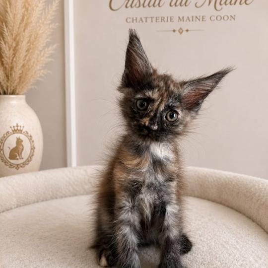 Biscotte Femelle Maine coon
