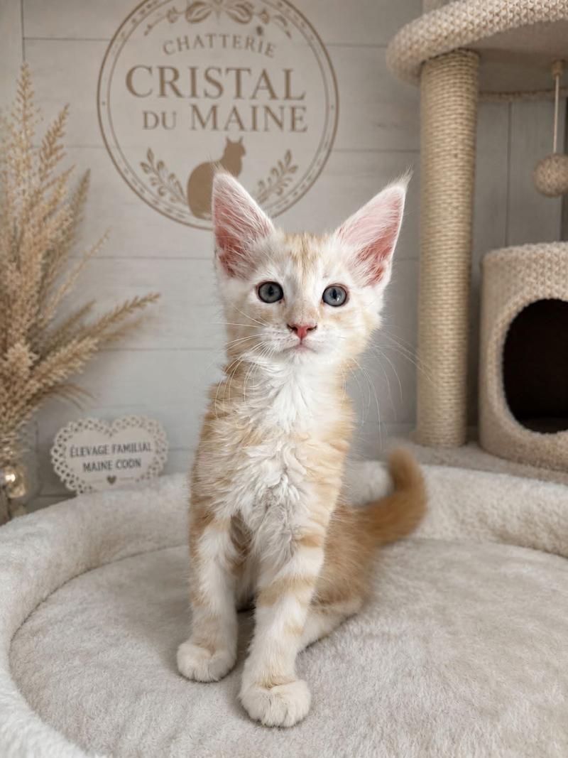 Bohème Femelle Maine coon