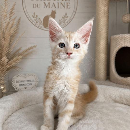 Bohème Femelle Maine coon