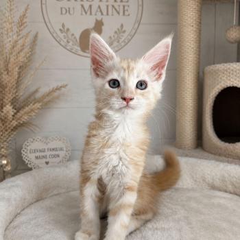 chaton Maine coon red blotched tabby bicolor Bohème Chatterie Cristal du Maine