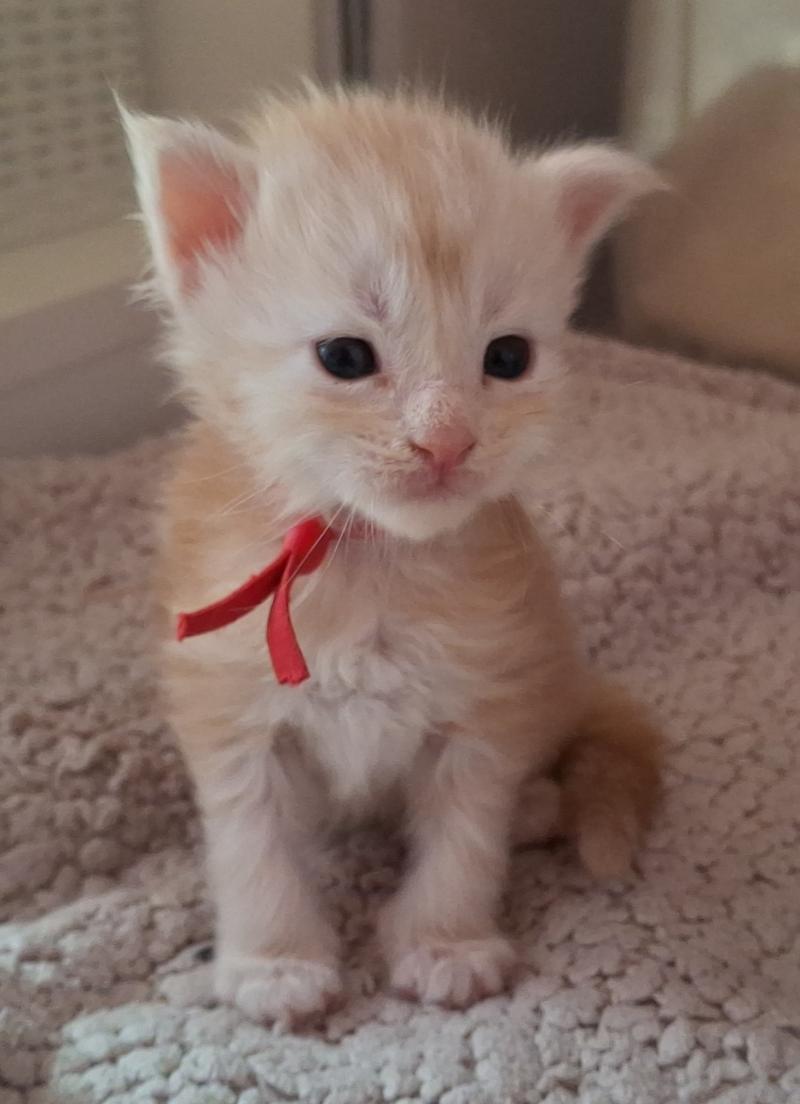 Boney Femelle Maine coon