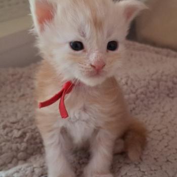chaton Maine coon red silver blotched tabby & blanc Boney Chatterie Cristal du Maine