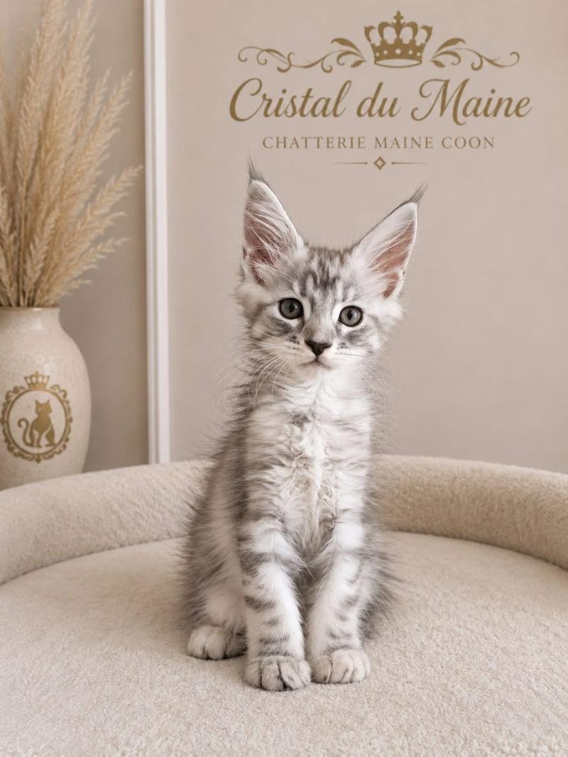 Bulma Femelle Maine coon