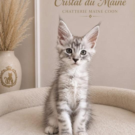 Bulma Femelle Maine coon
