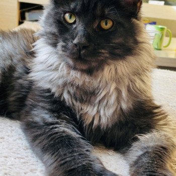 chat Maine coon polydactyle black smoke Albus Chatterie Cristal du Maine