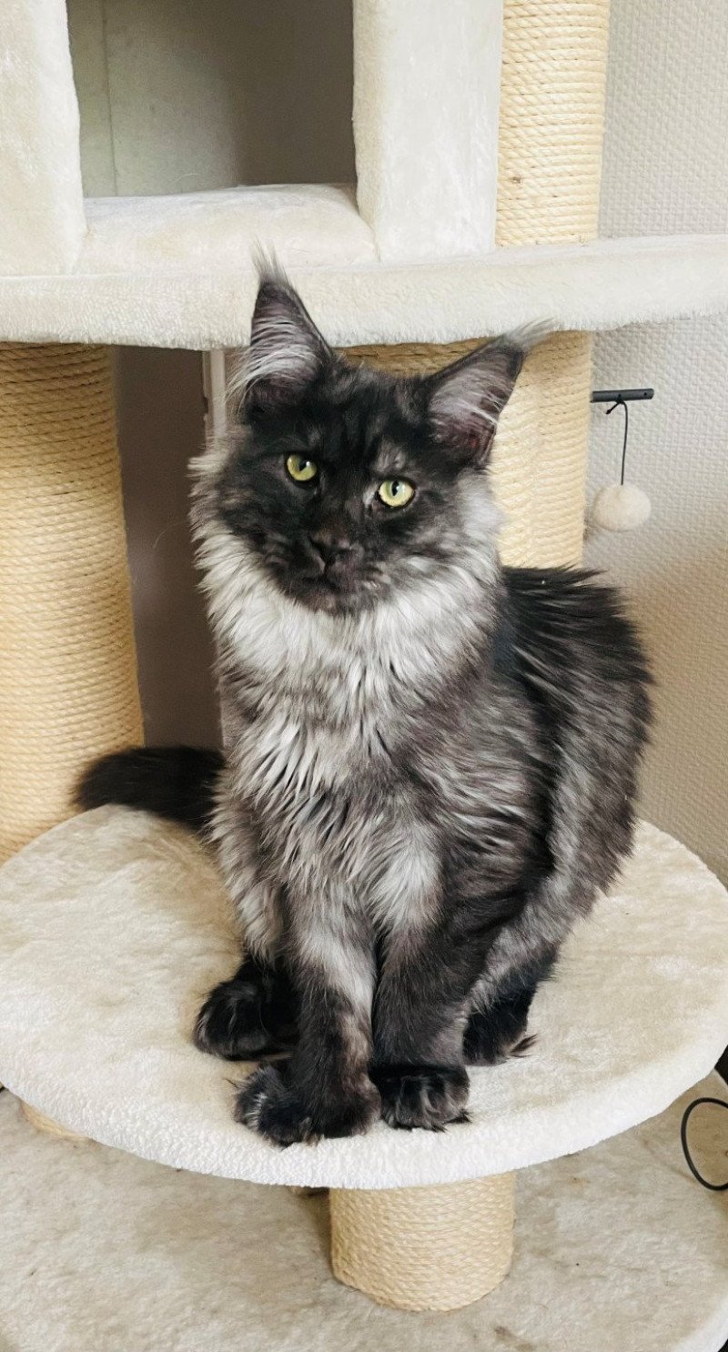 Albus Mâle Maine coon polydactyle