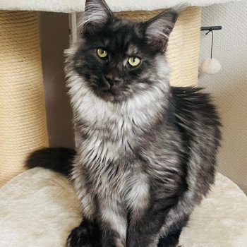 chat Maine coon polydactyle black smoke Albus Chatterie Cristal du Maine