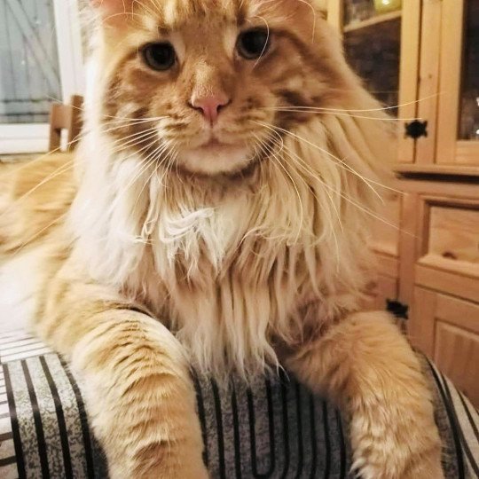 TCHUCKY Mâle Maine coon