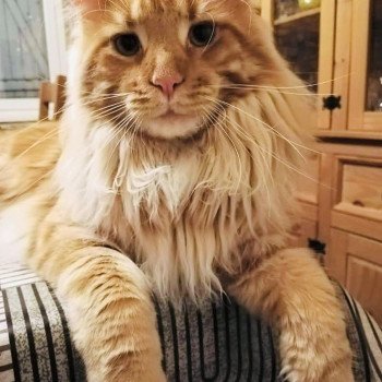 TCHUCKY Mâle Maine coon