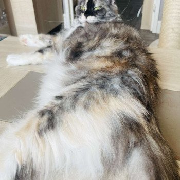 chat Maine coon TOOTSIE Chatterie Cristal du Maine
