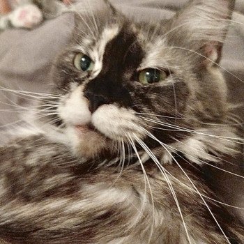 chat Maine coon TOOTSIE Chatterie Cristal du Maine