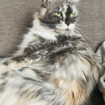 chat Maine coon TOOTSIE Chatterie Cristal du Maine