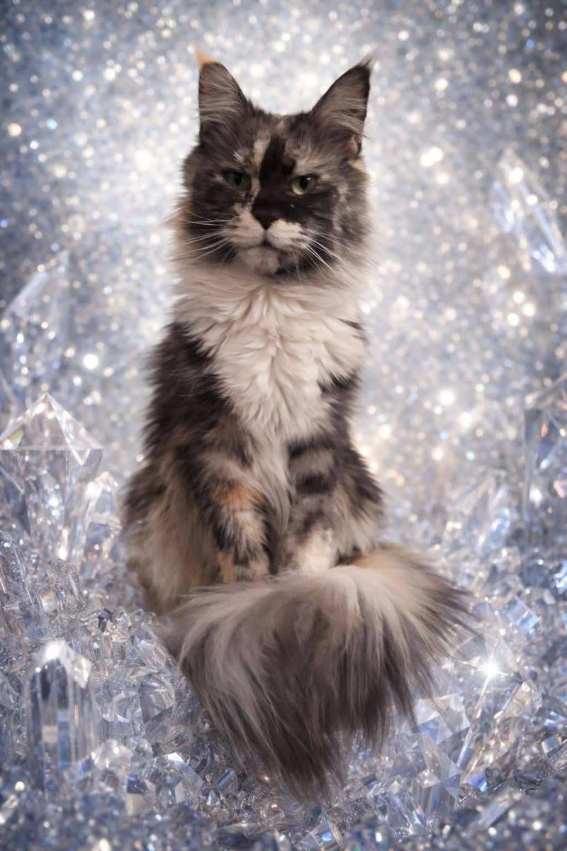 TOOTSIE Femelle Maine coon