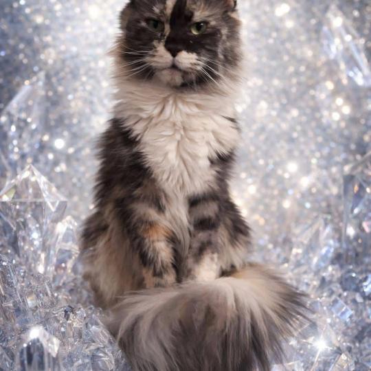 TOOTSIE Femelle Maine coon