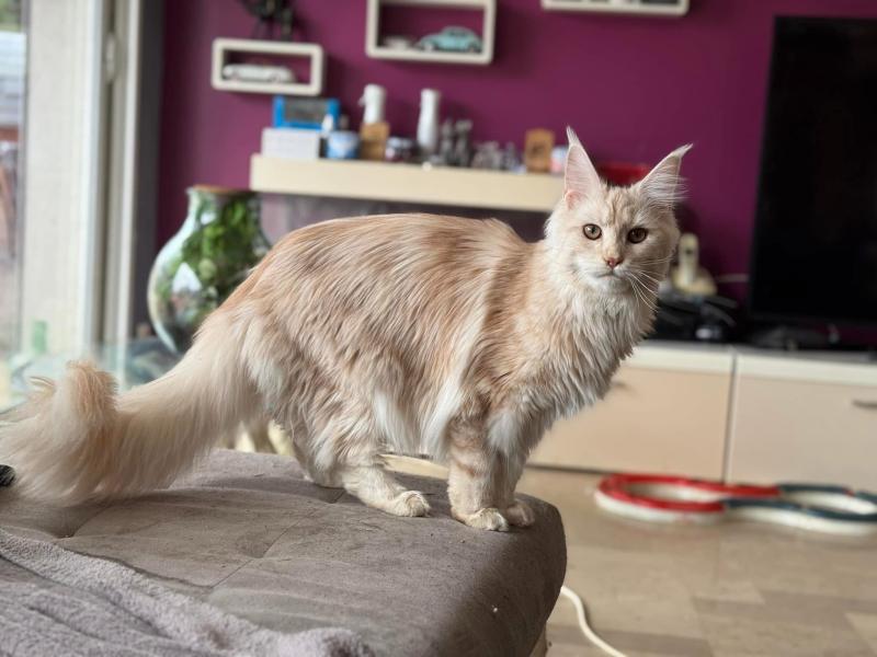Vanille Femelle Maine coon