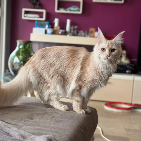 Vanille Femelle Maine coon