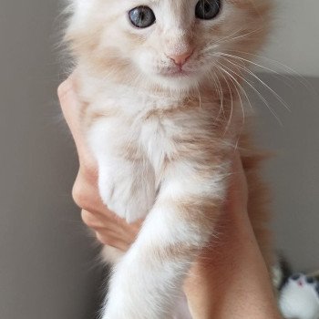chaton Maine coon red silver blotched tabby & blanc Vladimir Chatterie Cristal du Maine