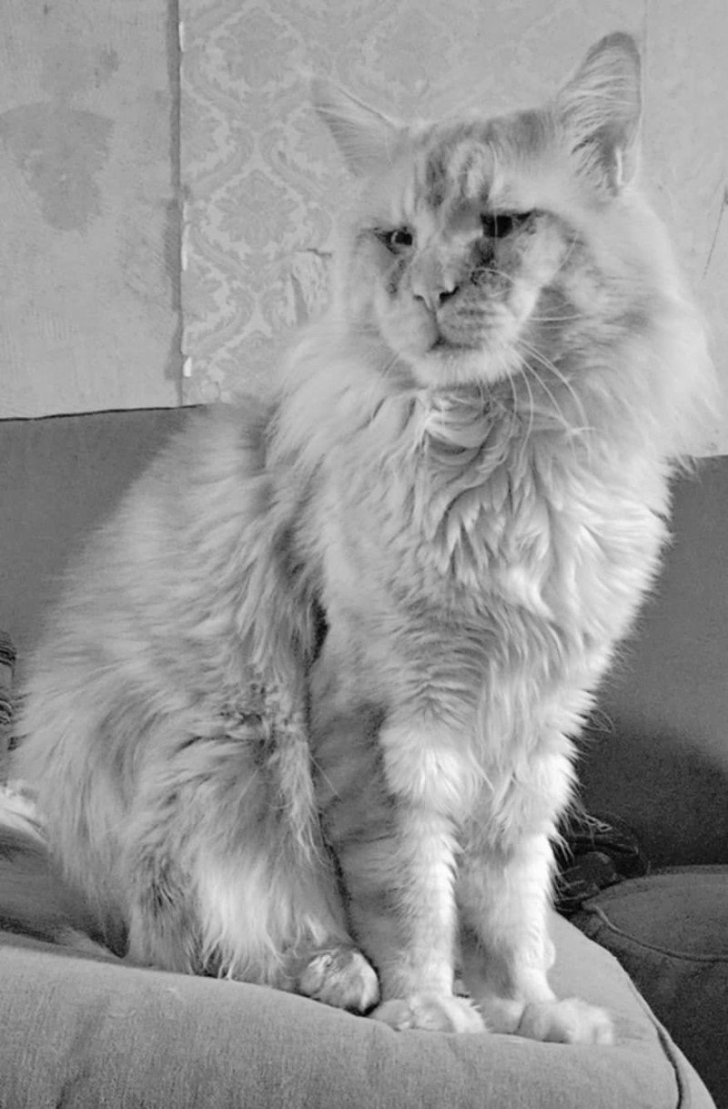 Vladimir Mâle Maine coon