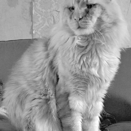 Vladimir Mâle Maine coon