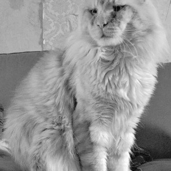 chaton Maine coon red silver blotched tabby & blanc Vladimir Chatterie Cristal du Maine