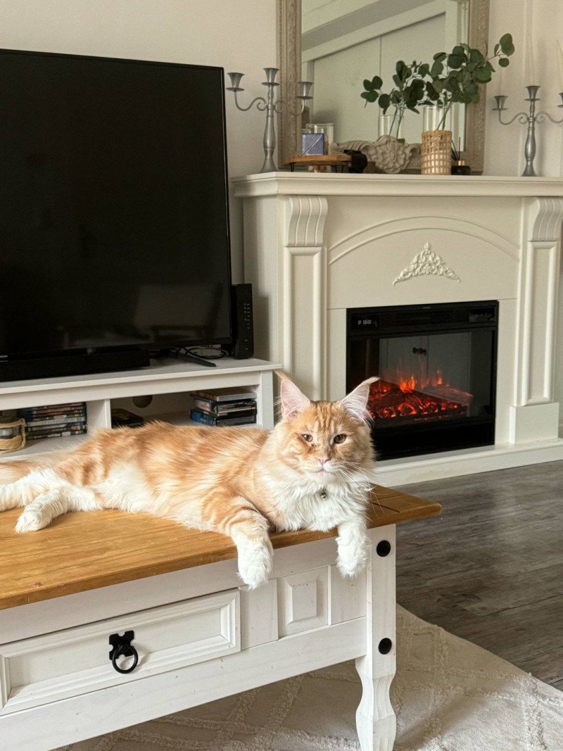 Weasley Mâle Maine coon